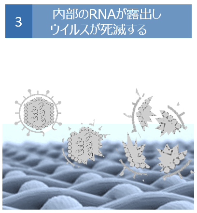 内部のRNAが露出しウイルスが死滅する